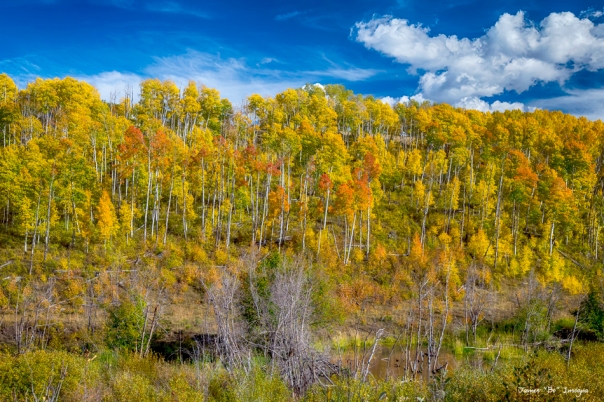 Layers of Colors of an Aspen Tree Forest