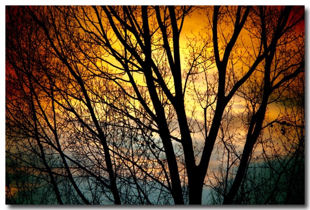 Colorful Sunset Tree Silhouette