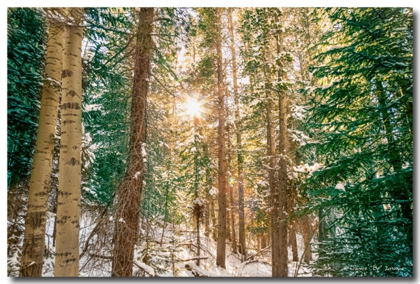 Winter Forest Sunshine